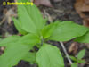 Sunchoke.Org: Image